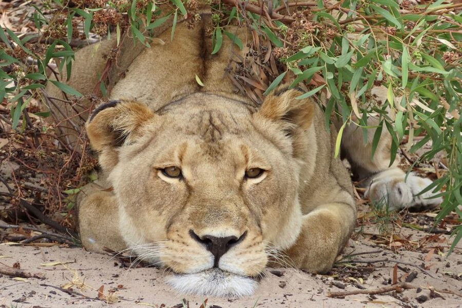From Cape Town: Wildlife Safari, Olive, Beer & Wine Tasting - The drive to Buffelsfontein Game and Nature Reserve