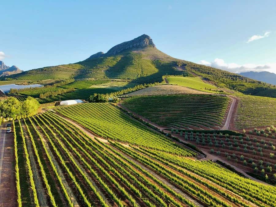From Cape Town: Winelands Full Day Tour and Wine Tasting - What the $102 price really buys you