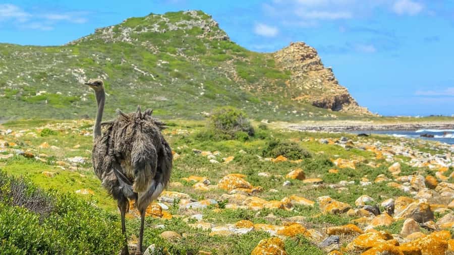 From CapeTown:Full Day Tour to Cape of Good Hope&Cape Point - Why this Cape Peninsula day trip works