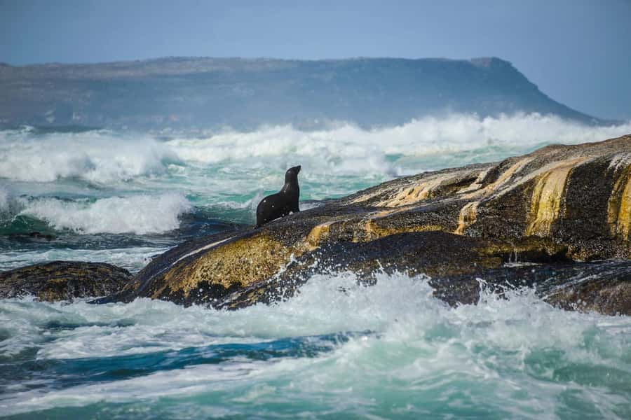 From CapeTown:Full Day Tour to Cape of Good Hope&Cape Point - Boulders Beach and the African penguins
