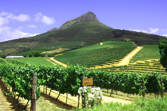From CapeTown: Stellenbosch Half Day Wine Tour - The guides make a real difference