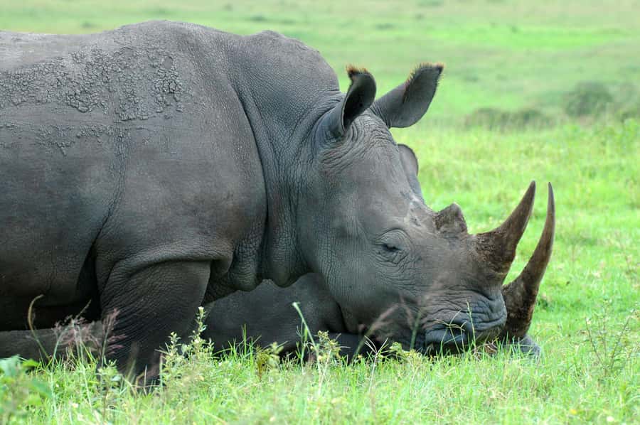 From Durban: Half-Day Safari Tour - What makes this Durban safari worth considering
