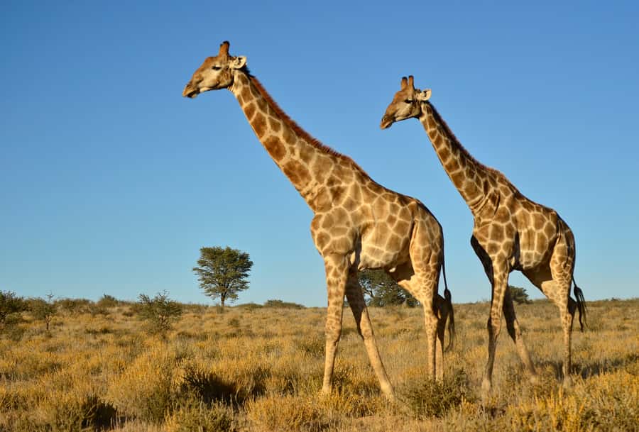 From Durban: Half-Day Safari Tour - Tala Game Reserve gives you a real safari setting