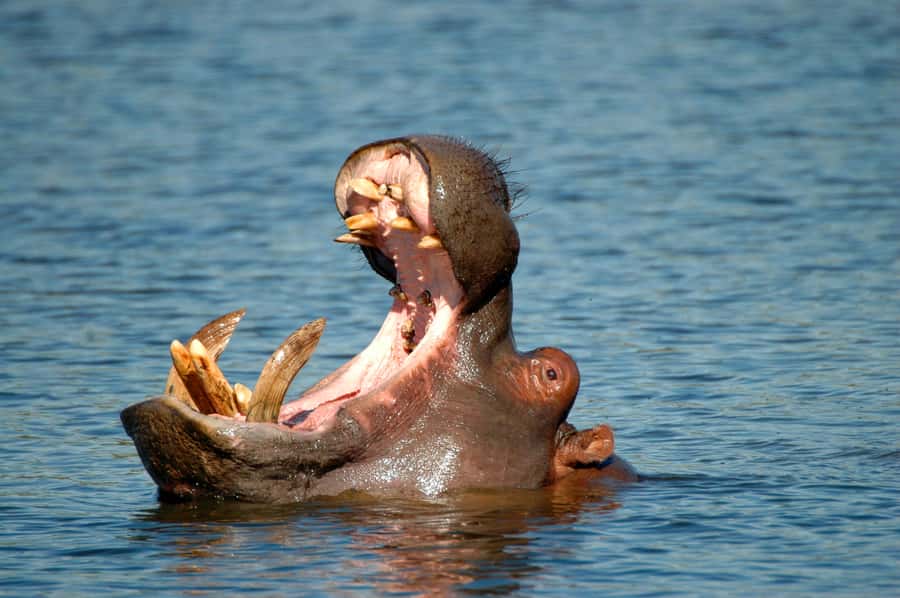 From Durban: Half-Day Safari Tour - Rhinos, giraffes, and the quiet moments between sightings