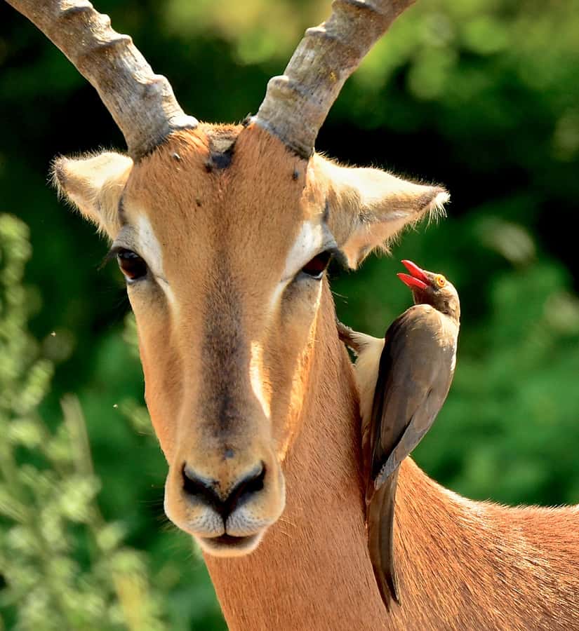 From Durban: Half-Day Safari Tour - A half-day schedule that suits Durban visitors
