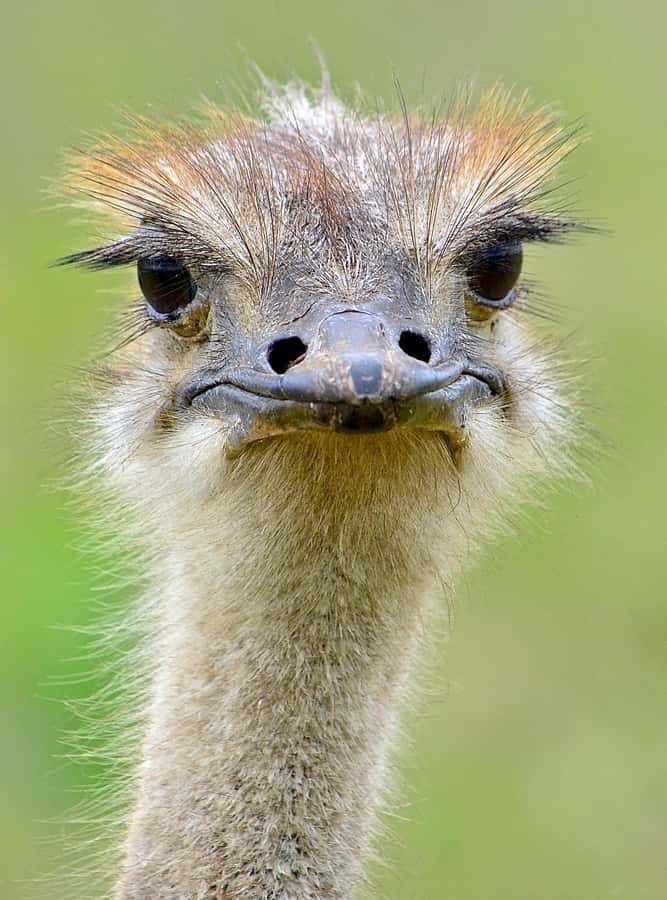 From Durban: Half-Day Safari Tour - Is $193 good value for a half-day?