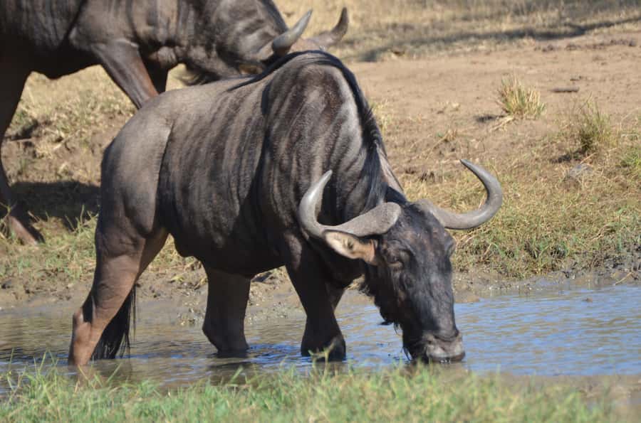 From Durban: Hluhluwe Imfolozi Game Reserve Day Trip - Key points before you book