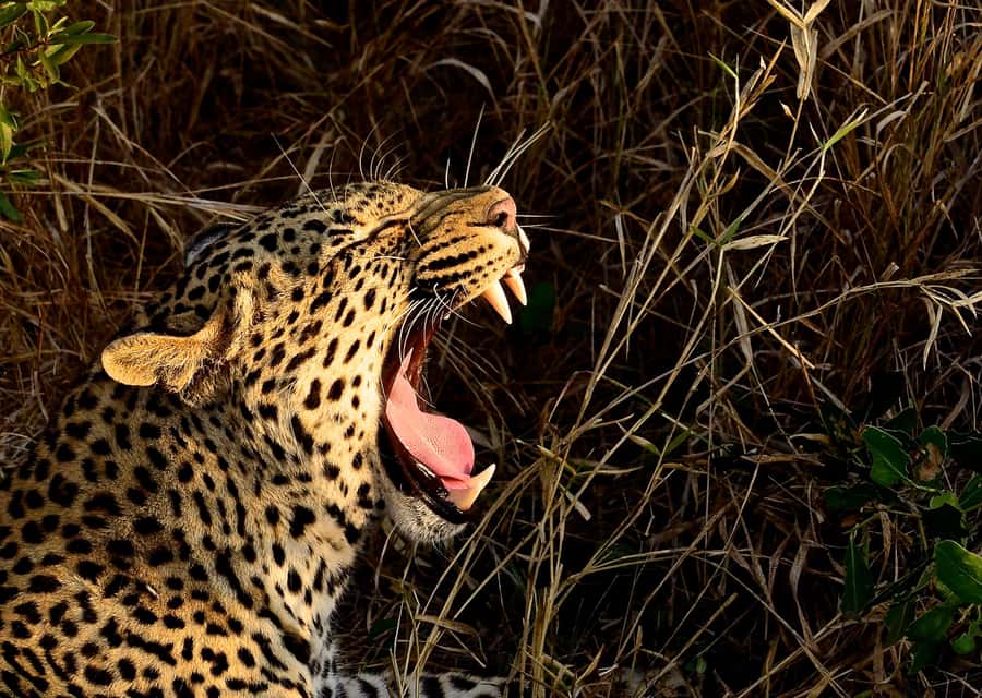 From Durban: Hluhluwe Imfolozi Game Reserve Day Trip - The early start and the three-hour road to Zululand