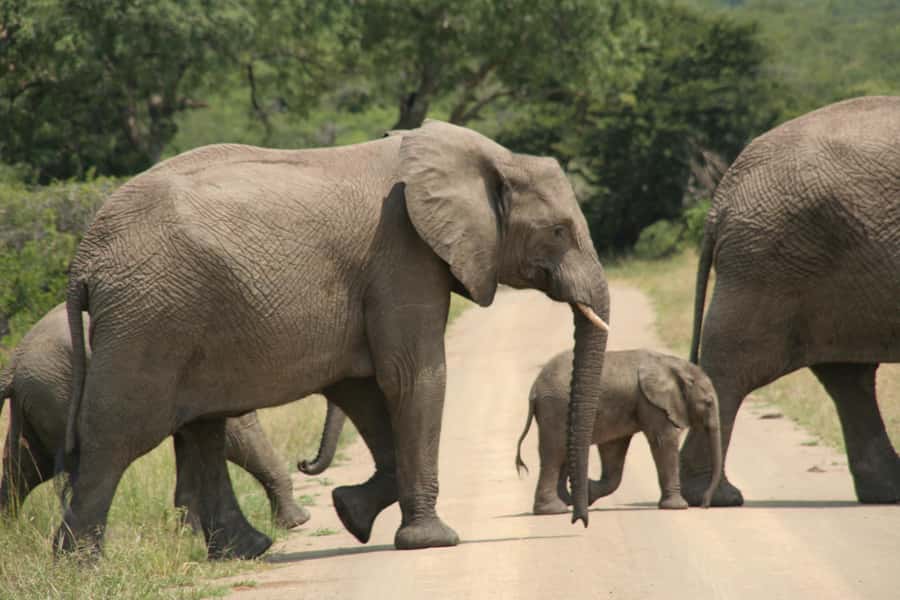 From Durban: Hluhluwe Imfolozi Game Reserve Day Trip - How much safari time will you really get?