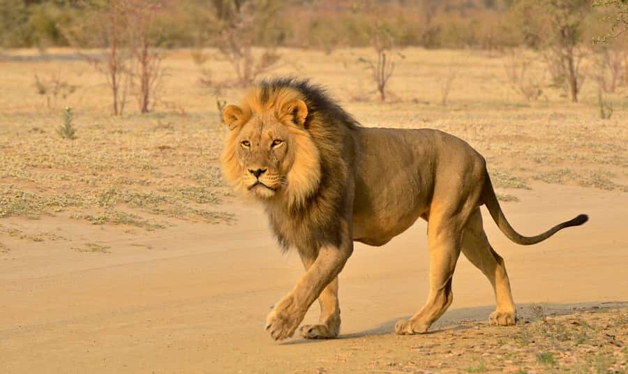 From Durban: Hluhluwe Imfolozi Game Reserve Day Trip - Emtoneni Wild Cat Sanctuary: a useful extra or a shorter safari?