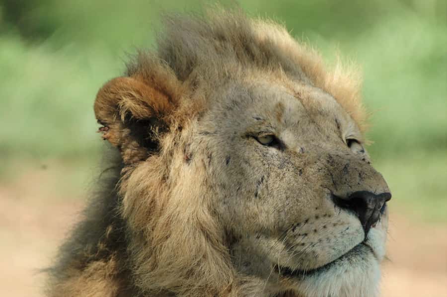 From Durban: Hluhluwe Imfolozi Game Reserve Day Trip - Is the $242 price fair?