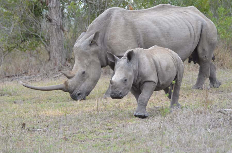 From Durban: Hluhluwe Imfolozi Game Reserve Day Trip - What Hluhluwe Imfolozi offers inside the reserve
