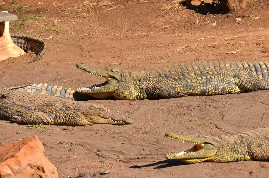 From Durban: Safari & PheZulu Village Day Tour - Five things to know before booking