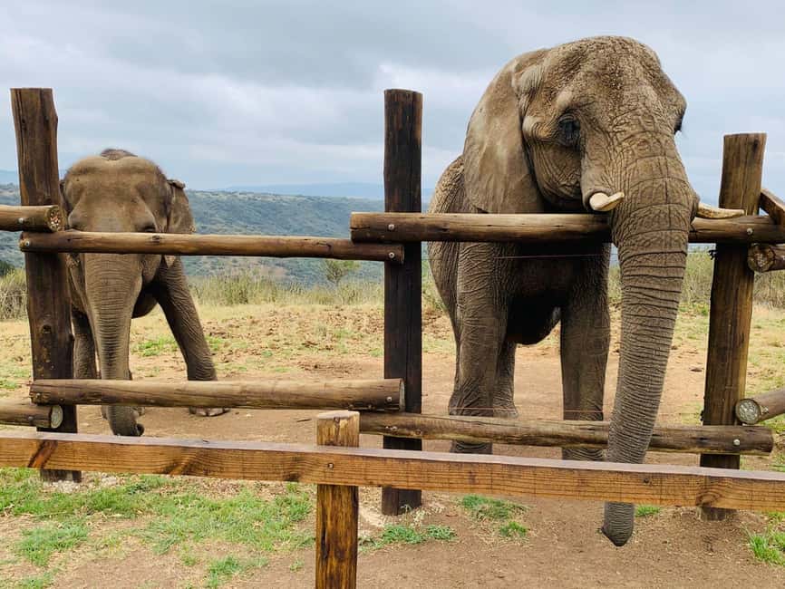 From Durban: Safari & PheZulu Village Day Tour - Guides can make or break this experience