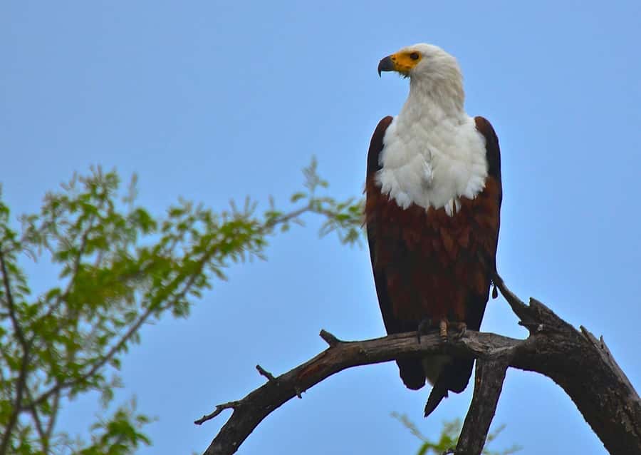 From Durban: Safari & PheZulu Village Day Tour - What to bring and what costs extra