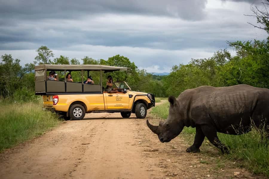 From Hazyview: Kruger National Park Full-Day Safari - The First Game Drive Is Often the Best