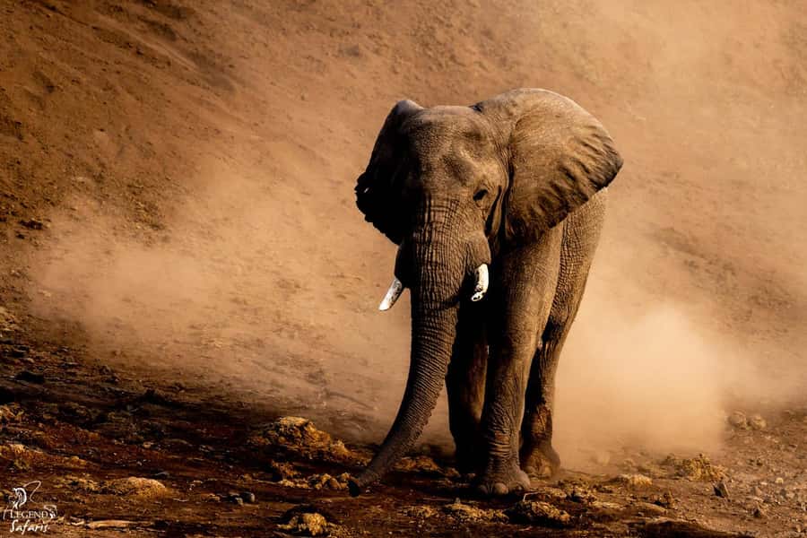 From Hazyview: Kruger National Park Morning Half-Day Safari - An early start from Hazyview