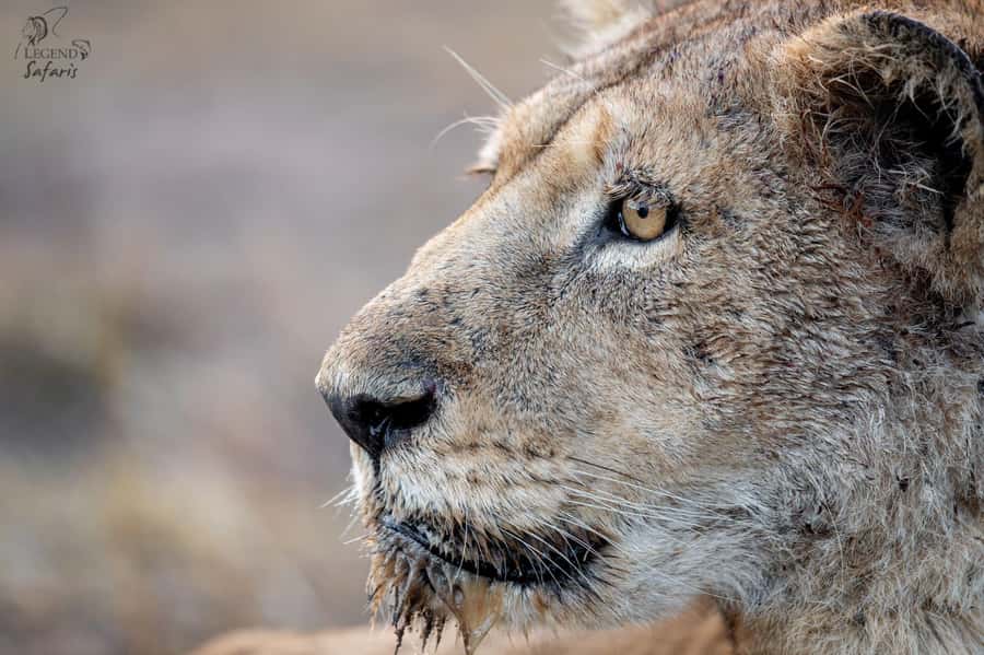 From Hazyview: Kruger National Park Morning Half-Day Safari - What the guide adds to your morning