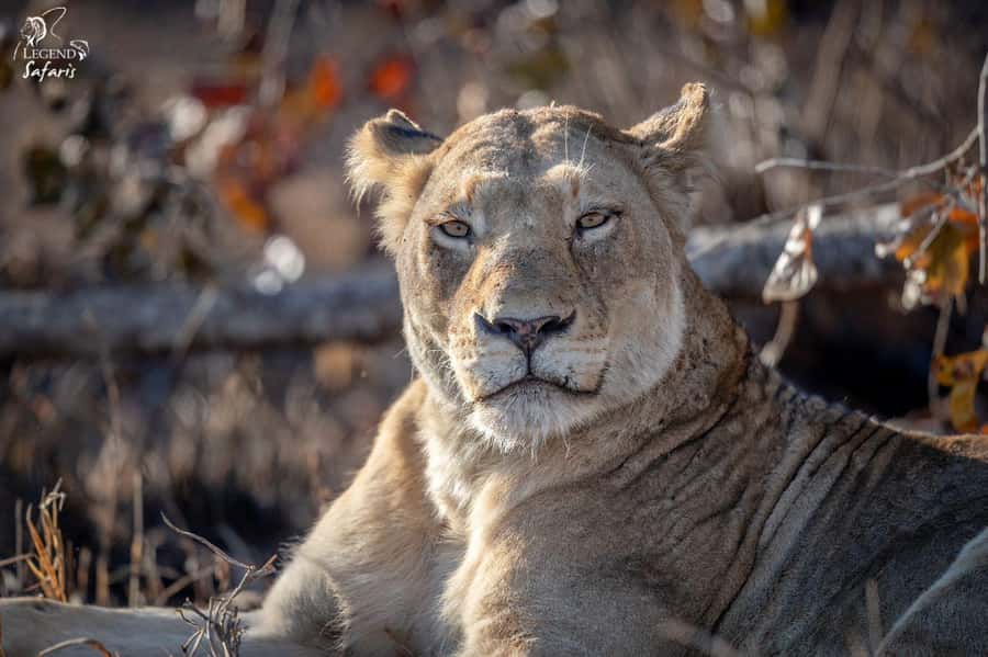 From Hazyview: Kruger National Park Morning Half-Day Safari - Practical ways to get more from the morning