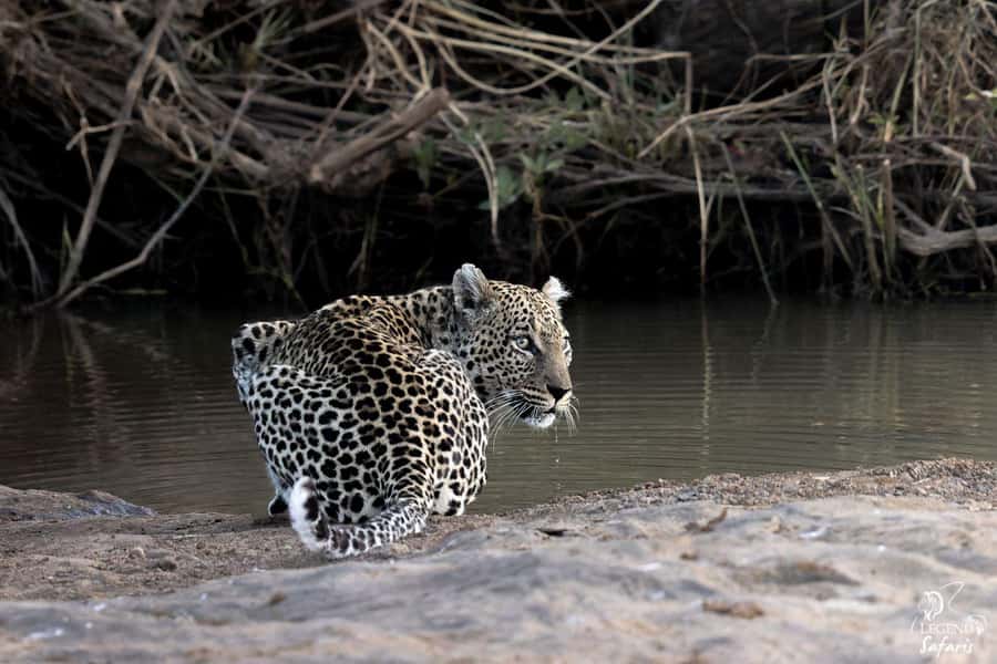 From Hazyview: Kruger National Park Morning Half-Day Safari - Six hours inside Kruger National Park