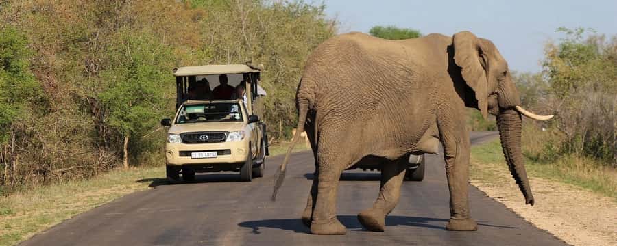 From Hazyview: Private Half-Day Guided Kruger Safari - Key Points At A Glance