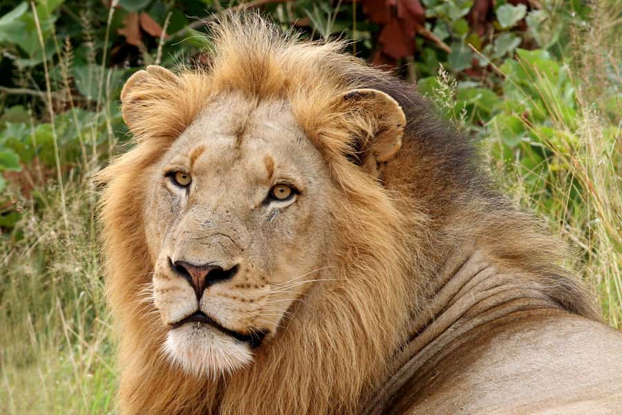From Hazyview: Private Half-Day Guided Kruger Safari - Why A Private Half-Day Safari Makes Sense From Hazyview