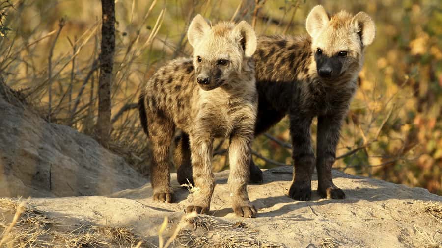 From Hazyview: Private Half-Day Guided Kruger Safari - Five Hours In A Park Of Extraordinary Scale