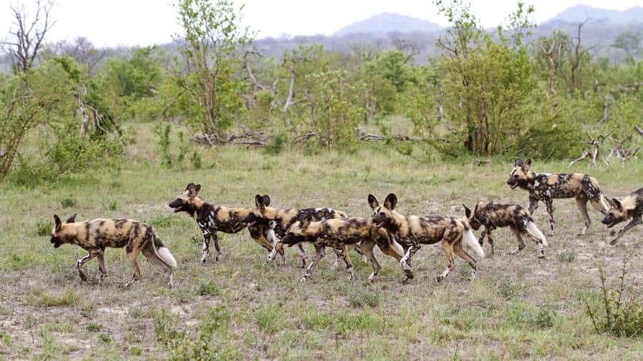 From Hazyview: Private Half-Day Guided Kruger Safari - Birds, Plants, And Geology Add More To The Drive