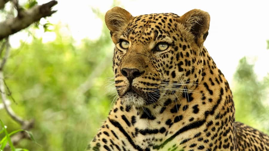 From Hazyview: Private Half-Day Guided Kruger Safari - Price, Timing, And The Practical Trade-Off