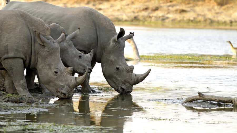 From Hazyview: Private Half-Day Guided Kruger Safari - Entering Kruger And Getting Ready For The Bush