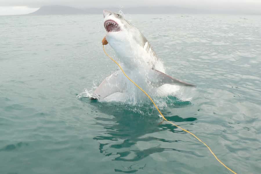 From Hermanus: Cruise with Shark Cage Dive and Lunch - Key points to know before booking