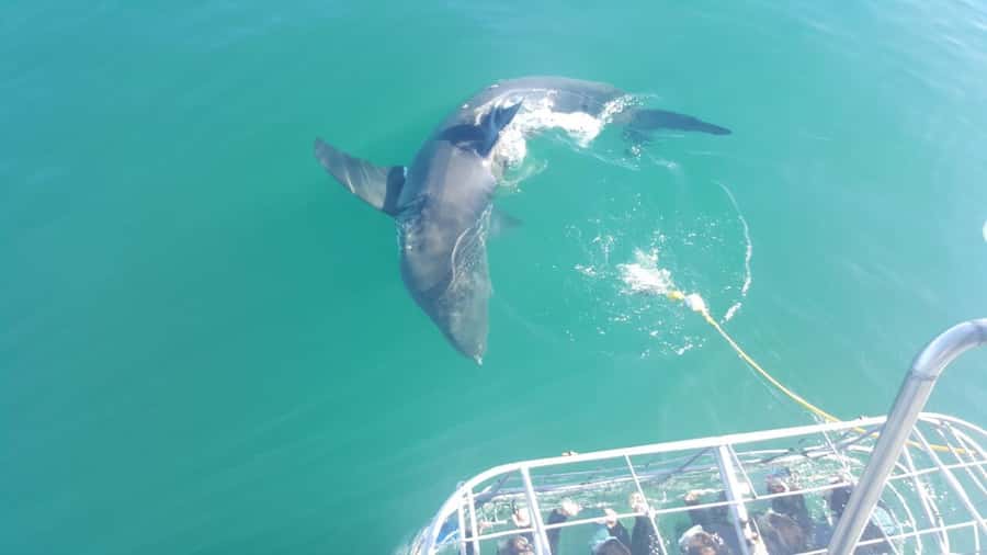 From Hermanus: Cruise with Shark Cage Dive and Lunch - Booking advice and final verdict