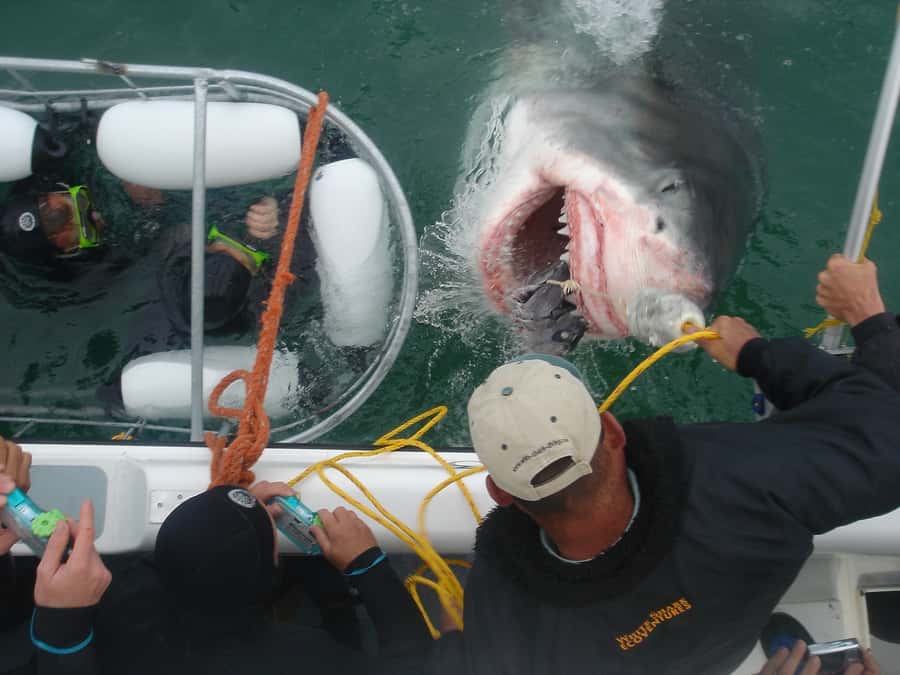 From Hermanus: Cruise with Shark Cage Dive and Lunch - Three hours around Shark Alley