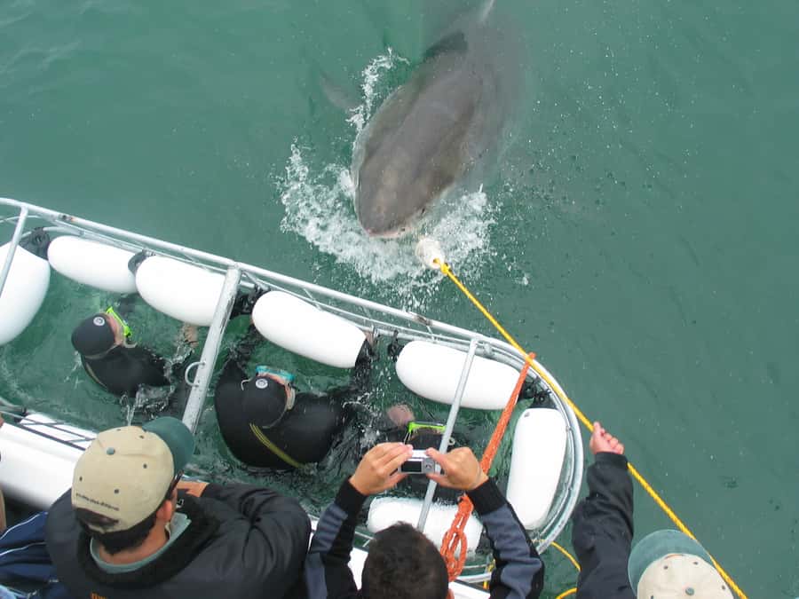 From Hermanus: Cruise with Shark Cage Dive and Lunch - What you may actually see underwater