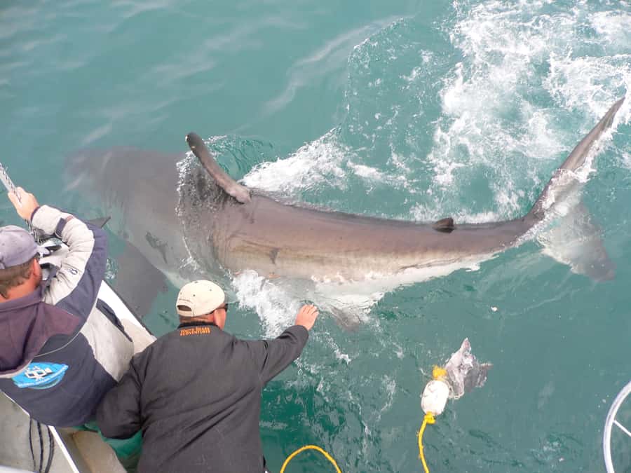 From Hermanus: Cruise with Shark Cage Dive and Lunch - The crew makes the difference