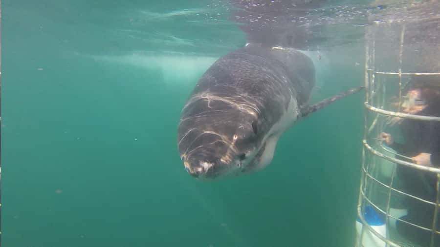 From Hermanus: Cruise with Shark Cage Dive and Lunch - Food, drinks, and warming up afterward