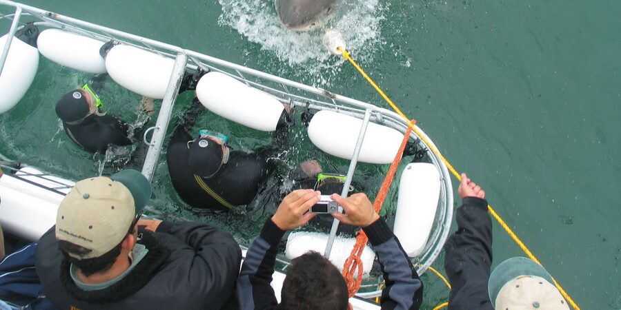 From Hermanus: Cruise with Shark Cage Dive and Lunch - Is $168 good value?