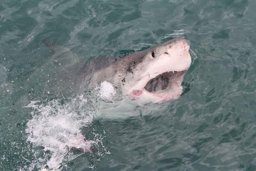 From Hermanus: Cruise with Shark Cage Dive and Lunch - Who will enjoy this most?