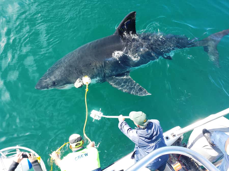 From Hermanus: Cruise with Shark Cage Dive and Lunch - Breakfast, safety briefing, and wetsuit fitting