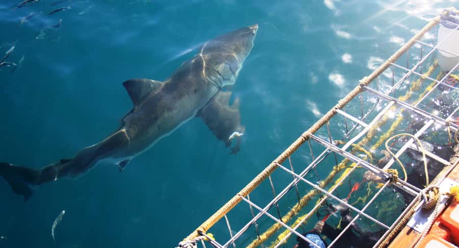 From Hermanus or Cape Town: Shark Cage Diving Experience - The briefing explains more than cage rules