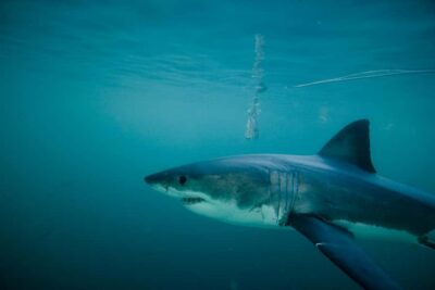 From Hermanus or Cape Town: Shark Cage Diving Experience