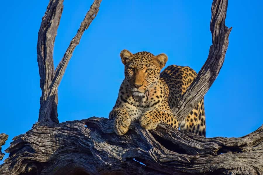 From Johannesburg: 2-Day Safari into Kruger National Park - Why this short Kruger safari works