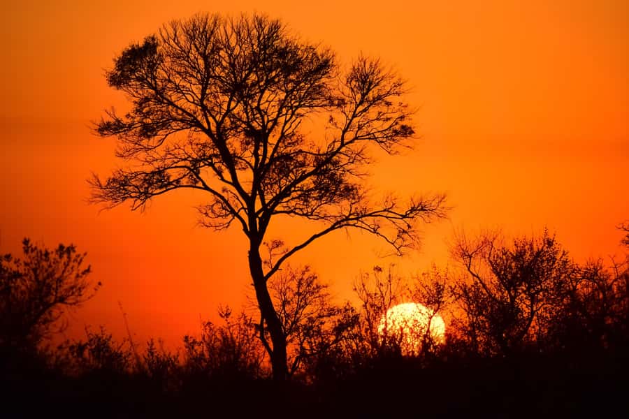 From Johannesburg: 2-Day Safari into Kruger National Park - The early morning game drive