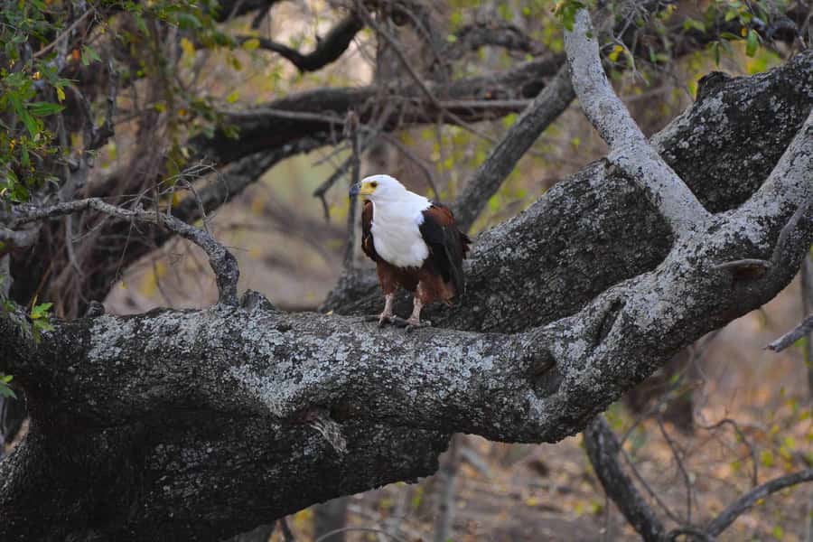 From Johannesburg: 2-Day Safari into Kruger National Park - Is $616 a fair price?