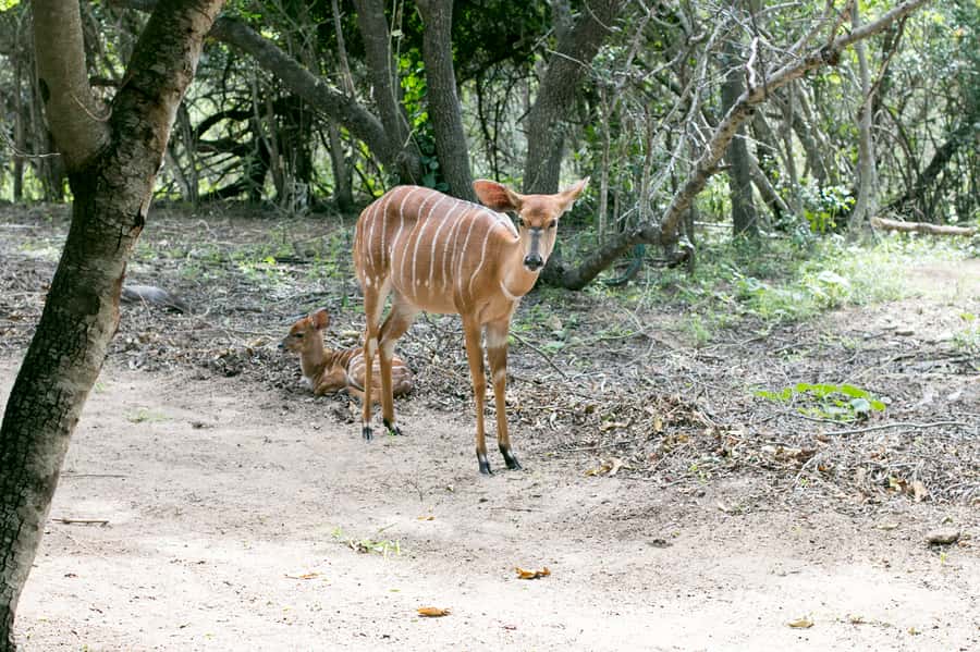 From Johannesburg: 3-Day Budget Tent Kruger Park Safari - What the $653 price really buys you