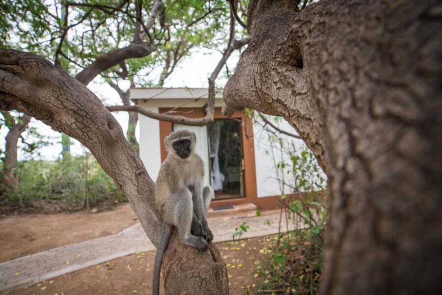 From Johannesburg: 6-Day Classic Kruger National Park Safari - Open plains and predators in Kruger on day three