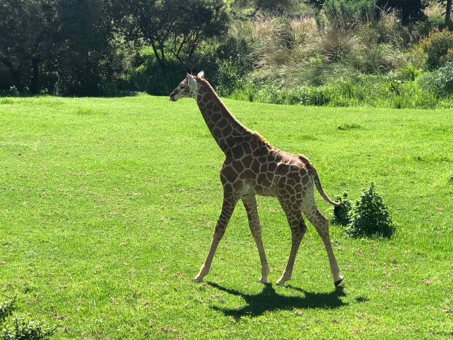 From Johannesburg: Cradle of Humankind and Lion Safari - The guide can shape the whole day