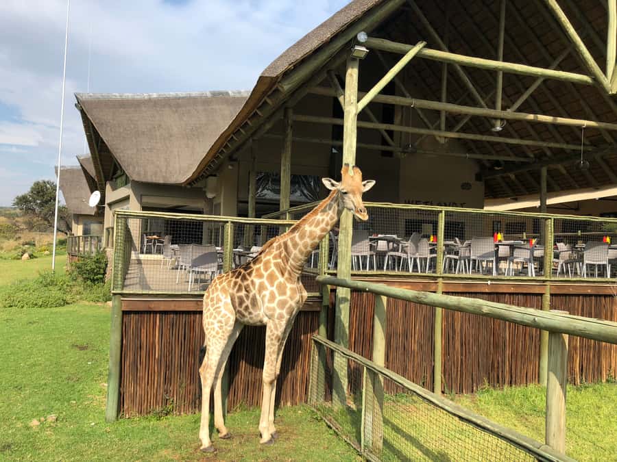 From Johannesburg: Cradle of Humankind and Lion Safari - Who should book this experience?