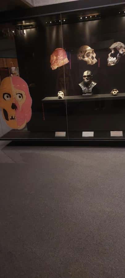 From Johannesburg: Cradle of Humankind Private Half-Day Tour - Who will enjoy this half-day tour?