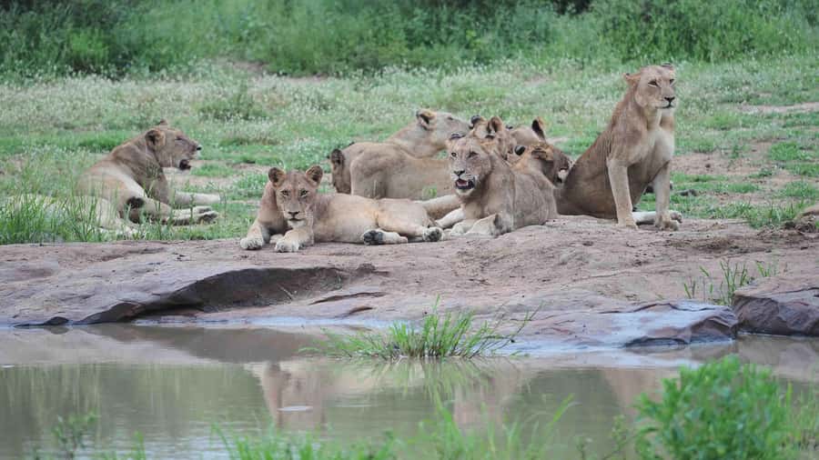 From Johannesburg: Full-Day Kruger National Park Safari - The safari drive: what you may see